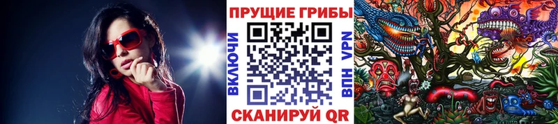 как найти закладки Зима Псилоцибиновые грибы Cubensis